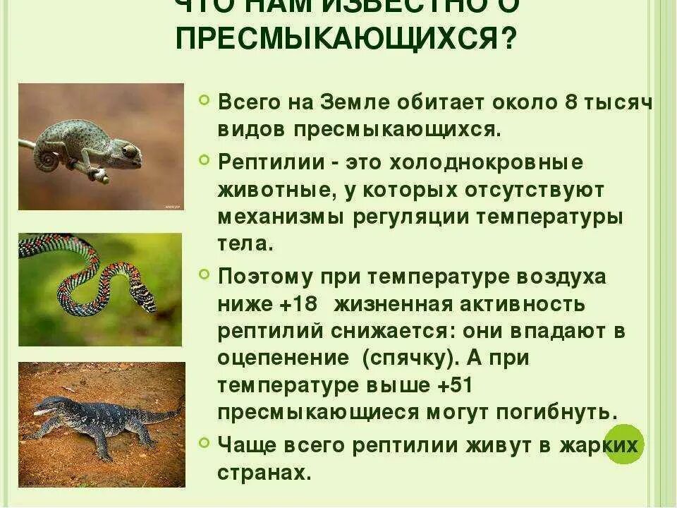 Высшие позвоночные приспособленные к развитию на суше. Пресмыкающиеся или рептилии рептилии. Пресмыкающиеся холоднокровные или нет. Интересные факты о пресмыкающихся. Сообщение о пресмыкающихся.