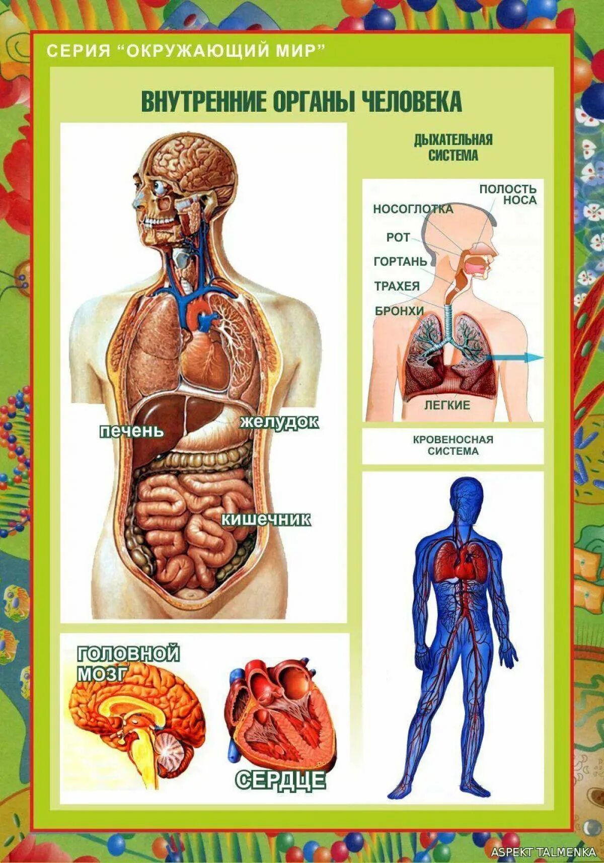Макет строения внутренних органов человека. Плакат органы человека. Внутренние органы человека. Строение органов человека.
