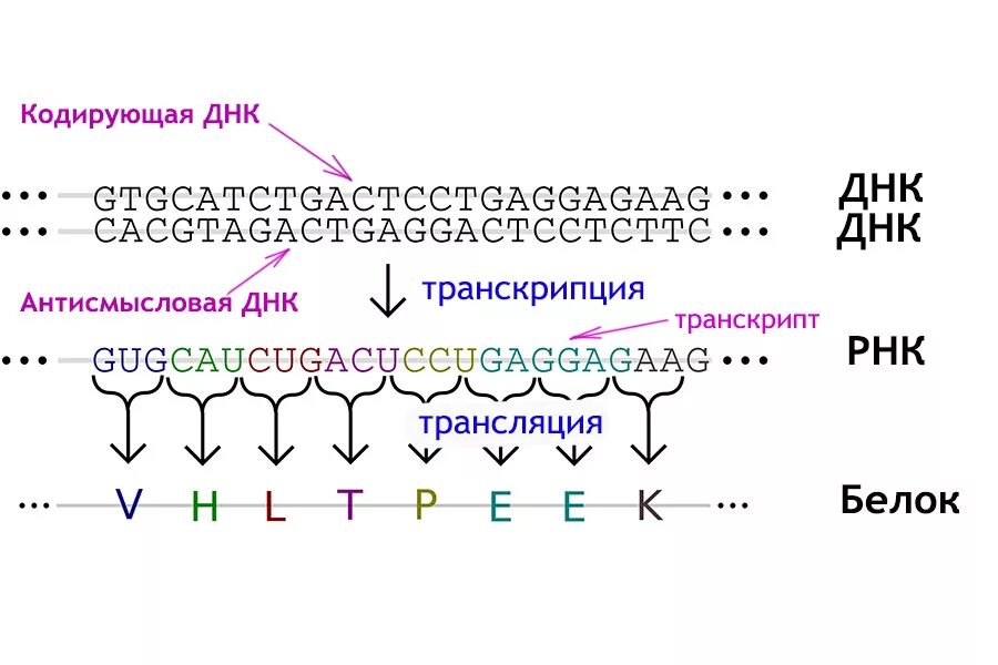 Последовательность транскрибируемой цепи гена днк. Кодирующая и матричная цепь ДНК. Старт кодон РНК. Матричная нить РНК. Матричная и смысловая цепь ДНК.