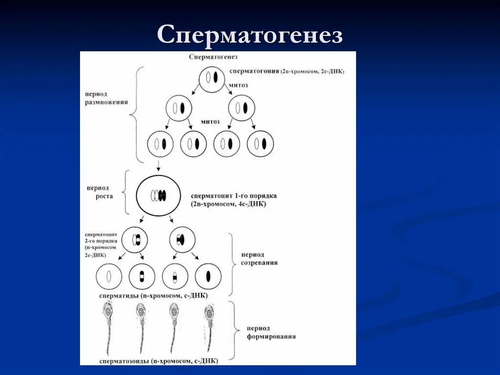 Процесс образования и созревания половых клеток. Фазы сперматогенеза схема. Схема процесса сперматогенеза. Стадия созревания сперматогенеза. Этапы сперматогенеза схема.