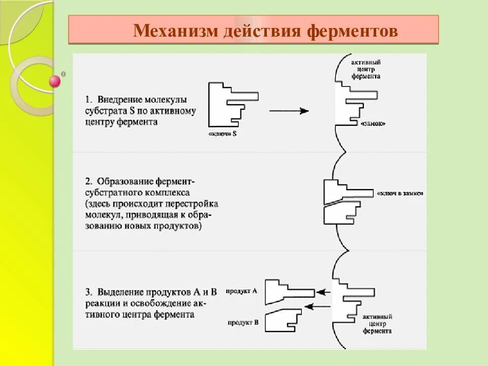 Механизм действия ферментов биохимия. Схема механизма работы фермента. Механизм действия ферментов схема. Механизм действия ферментов биохимия кратко.