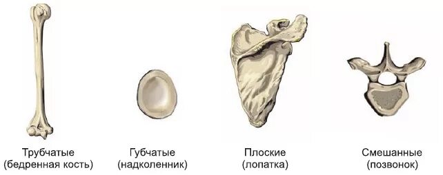 Смешанная кость рисунок. Смешанные кости. Смешанные воздухоносные кости губчатые. Смешанные кости. Строение плоской кости.