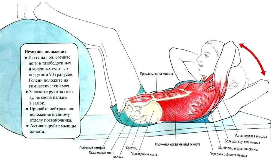 Сводит мышцы пресса