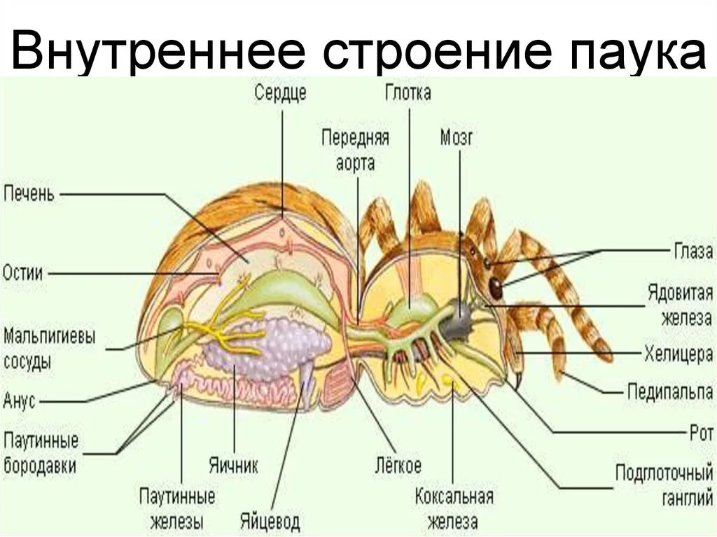 Паукообразные паутинные железы. Схема внутреннего строения паука. Внутреннее строение паука. Внешнее и внутреннее строение паукообразных. Внешнее и внутреннее строение паука.