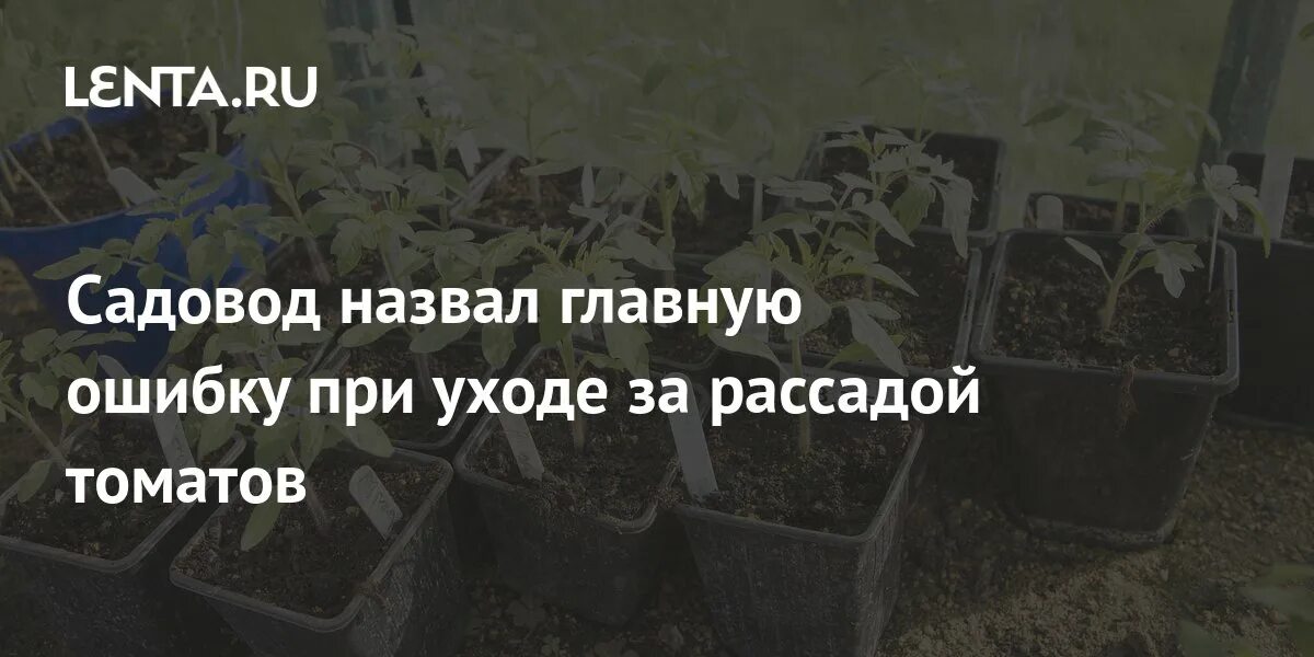 У томата нет точки роста что делать