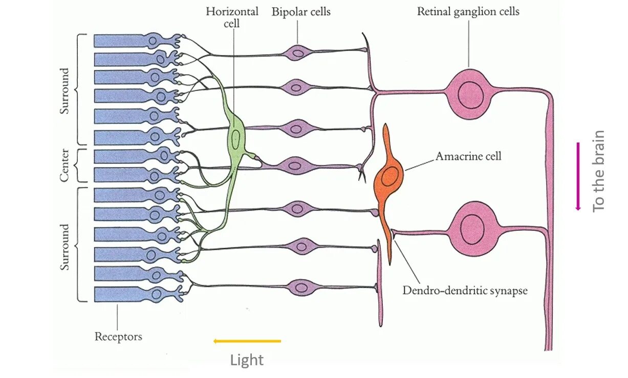 Схема нейронной сети сетчатки. Нейронная цепочка. Нейронная сеть сетчатки. Сенсорный Нейрон.