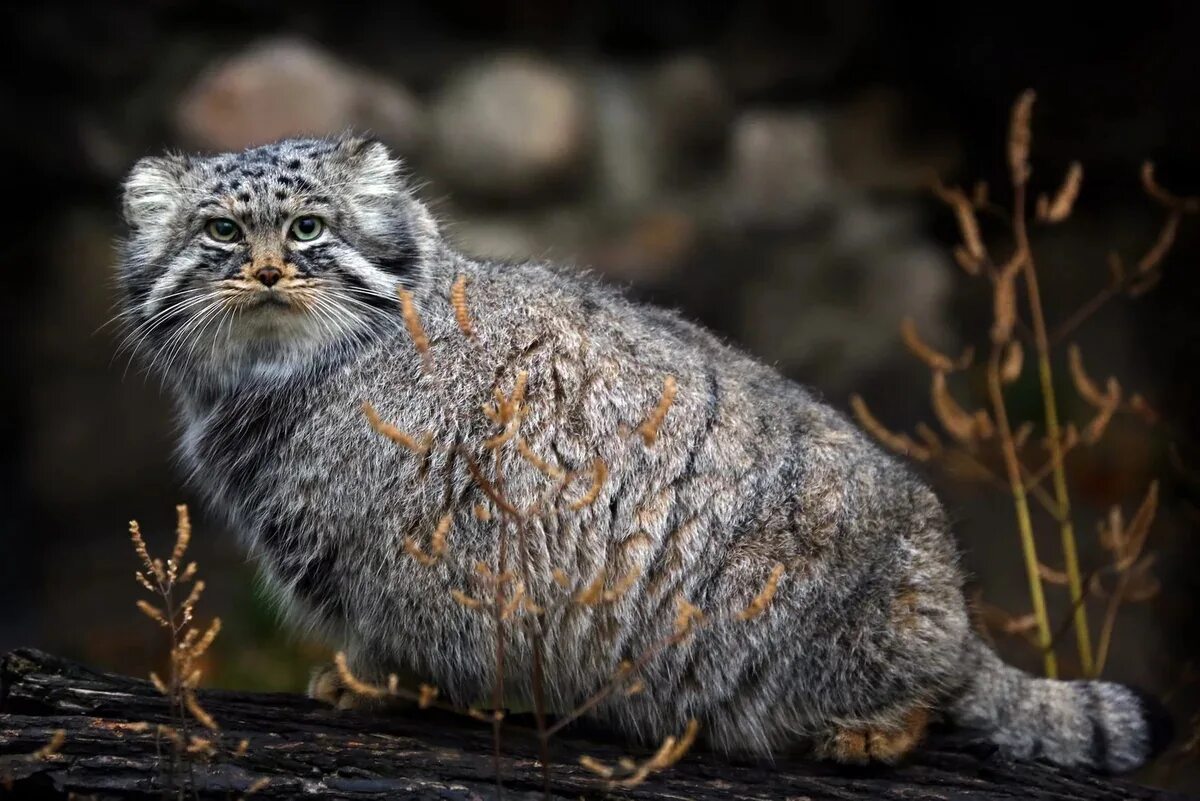 Манул (палласов кот). Лесной кот Манул. Сибирский дикий кот Манул. Камышовый кот Манул. Густота шерсти сибирского манула