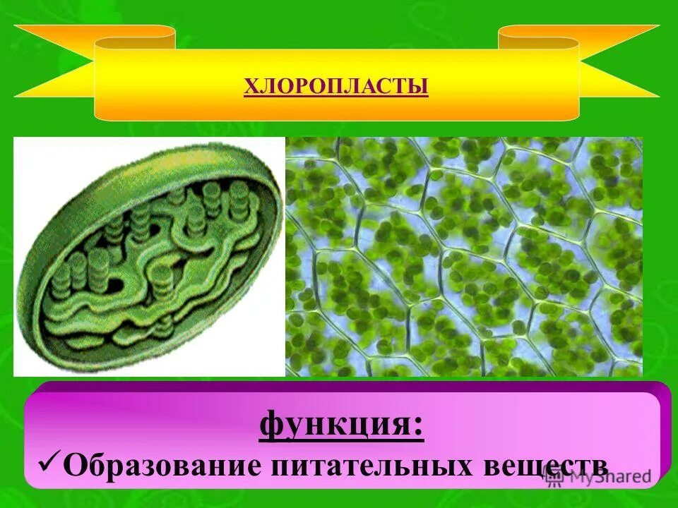 листья растений. схема фотосинтеза у растений биология. в листе образуются питательные вещества. воздушное питание фотосинтез 6 класс биология. схема фотосинтеза у растений.