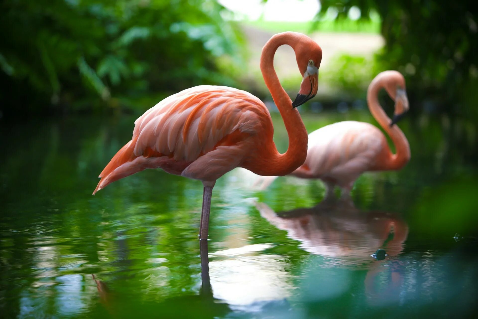 Обыкновенный Фламинго. Фламинго обыкновенный розовый. Эволюция Фламинго. Фламинго Астрахань. Фломинго