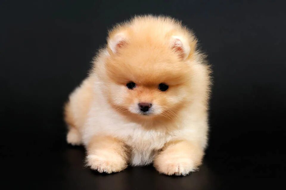 мини шпиц недорого. мини шпиц недорого. мини шпиц недорого. мини шпиц недорого. китайский шпиц.