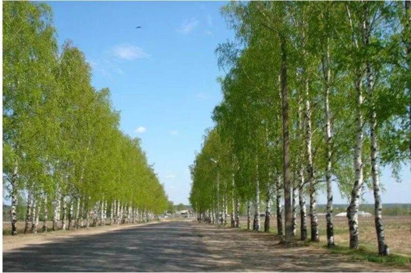 группа островское чудный край