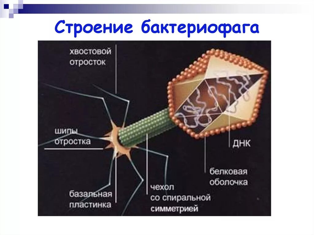 Из чего состоит бактериофаг. Строение бактериофага микробиология. строение вируса бактериофага. структура бактериофага микробиология. строение бактерии бактериофаг.