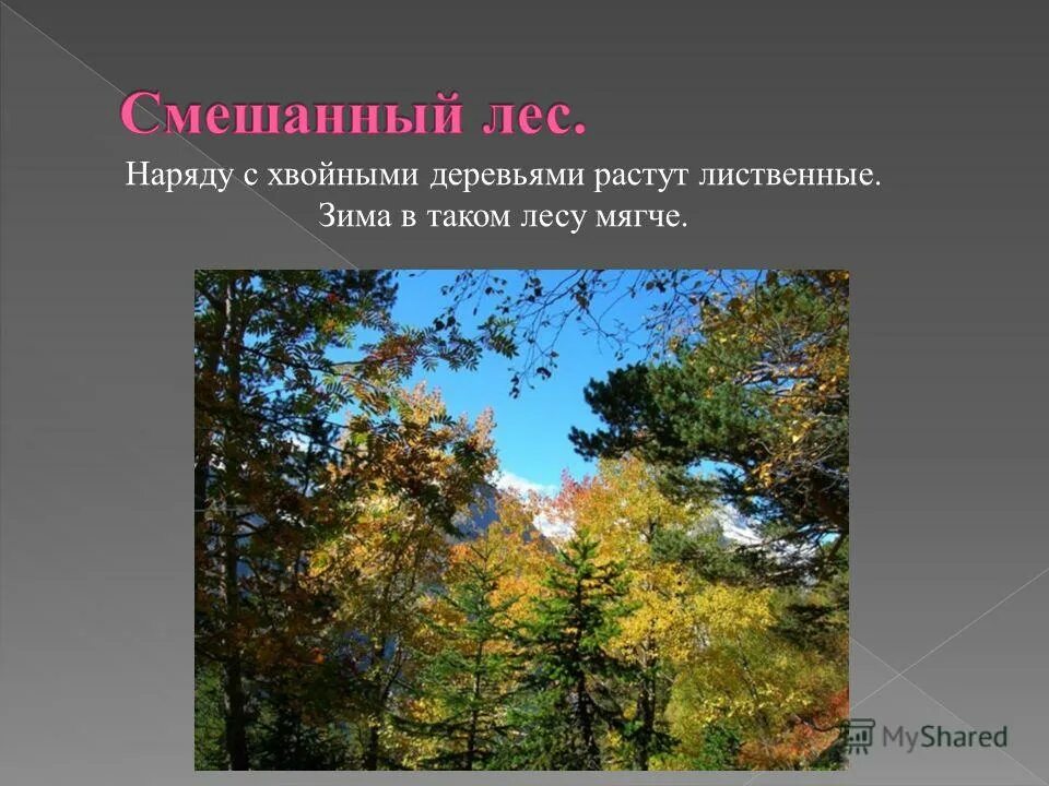 Ель пихта лиственница. Листопадное хвойное дерево. Ярусы хвойно широколиственного леса. Лиственные и хвойные деревья. Смешанные хвойные лиственные.