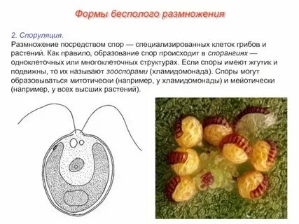 Грибы и растения размножаются спорами