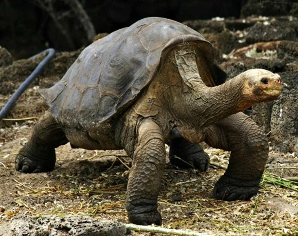 Абингдонская слоновая черепаха. Галапагосская черепаха Джордж. Галапагосская черепаха одинокий Джордж. Абингдонская слоновая черепаха одинокий Джордж. Абингдонские слоновые черепахи