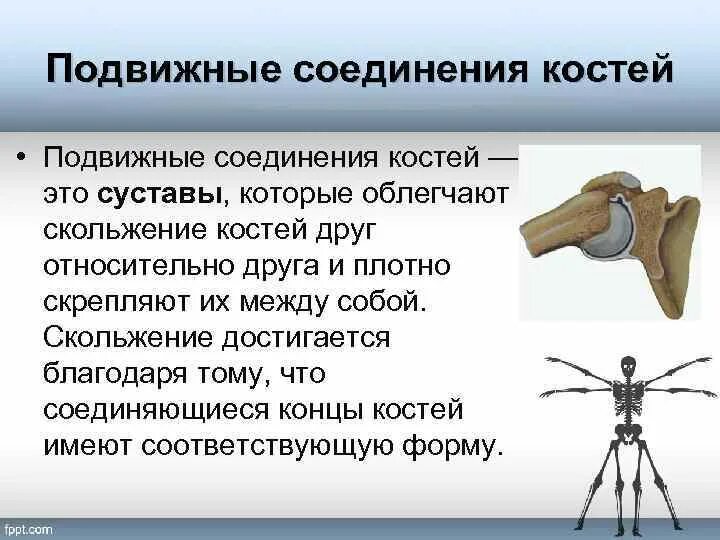 Особенности строения подвижного соединения. Подвижные соединения костей. Подвижные и неподвижные кости. Строение и соединение костей. Подвижные соединения скелета.