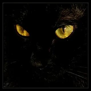 Кошка твои глаза