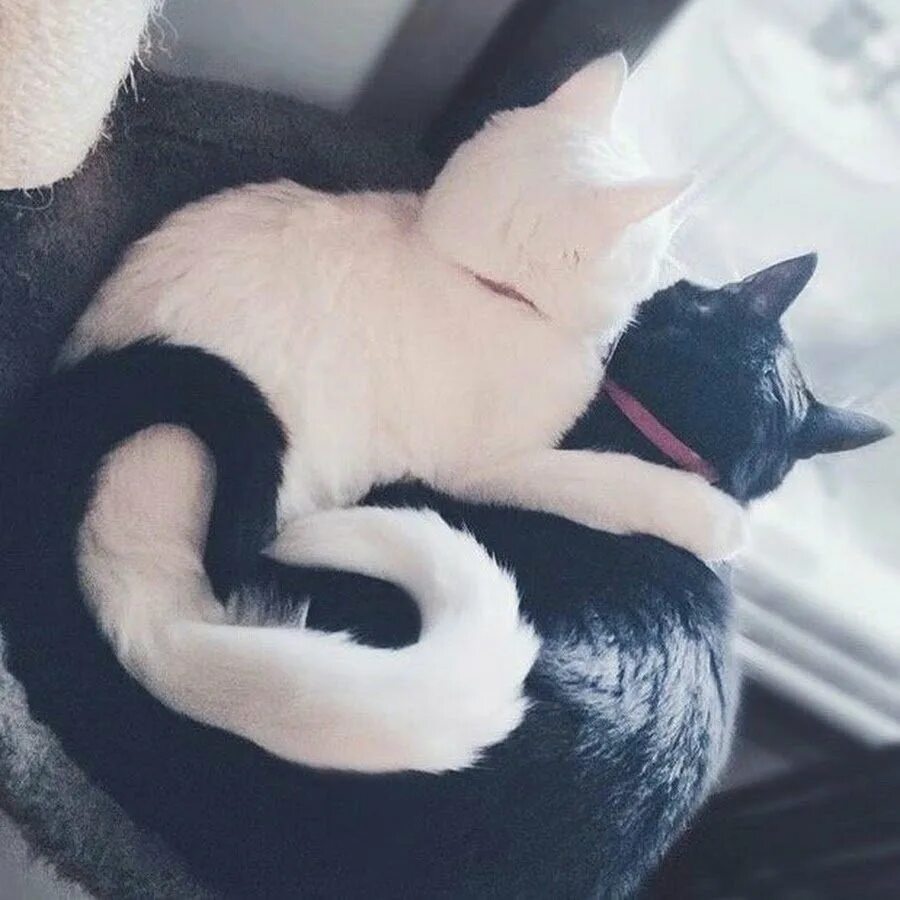 Лп кот. Кошки любовь. коты сохраненки. котики эстетика. милые котики эстетика.