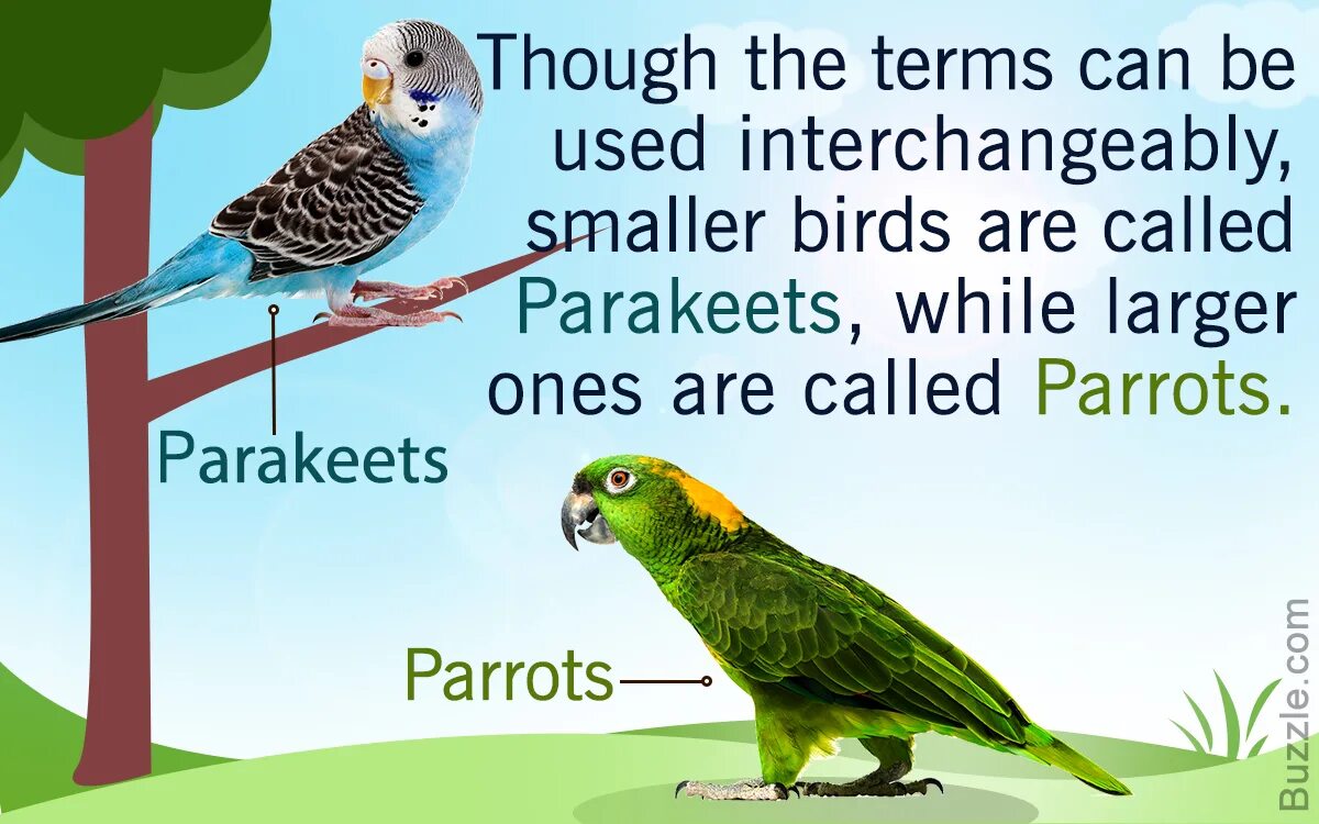 I ve parrot. Budgie Parrot разница. Parakeet перевод. About Parrot. Попугай Баджи на английском.