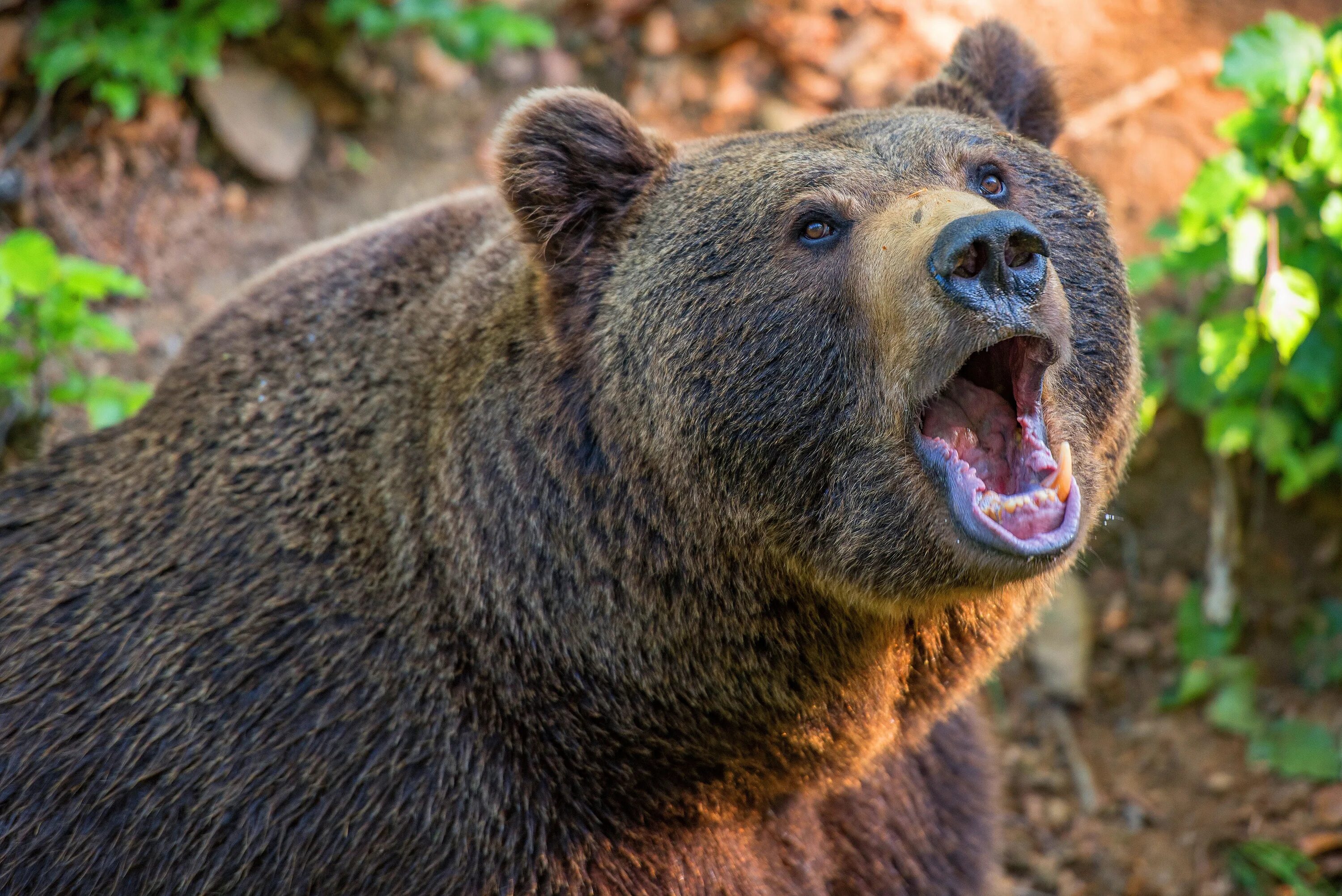 Американский черный медведь барибал. Бурый медведь гризли в северной америке. Очковый медведь аргентина. Американский медведь барибал. Тянь-шанский бурый медведь.