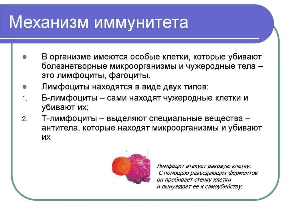 Иммунная составляющая. Механизм действия иммунитета. Какие основные механизмы иммунитета. Механизм выработки иммунитета кратко. Механизм действия иммунитета кратко 8 класс.