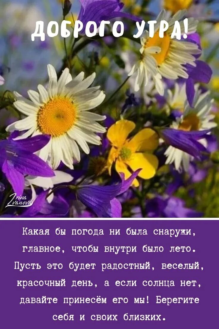 Мудрые пожелания с утра с картинками новые. Полевые цветы. Красивые пожелания с добрым утром. Умные поздравления с добрым утром. Красивые высказывания с добрым утром.