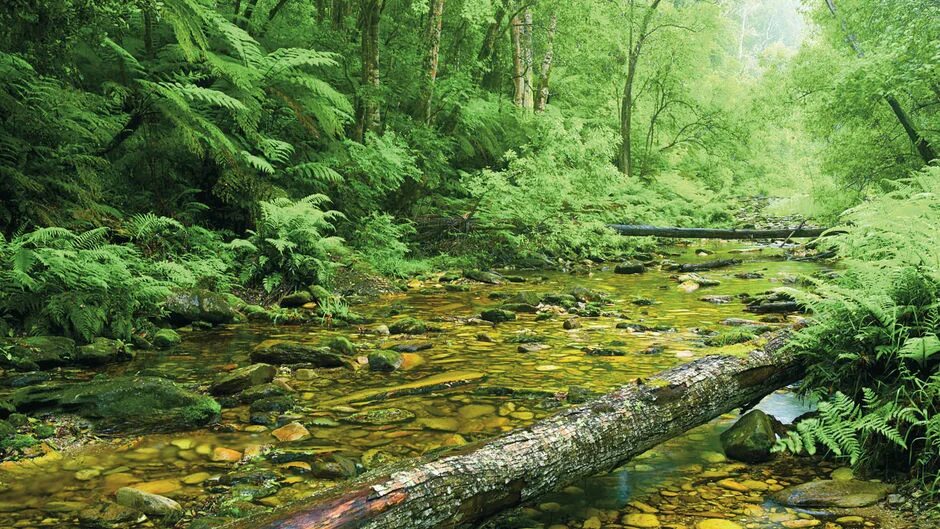 африка пейзаж. галерейные леса юар. субтропические леса новой зеландии. джунгли амазонии в южной америке. гвианская амазония национальный парк.