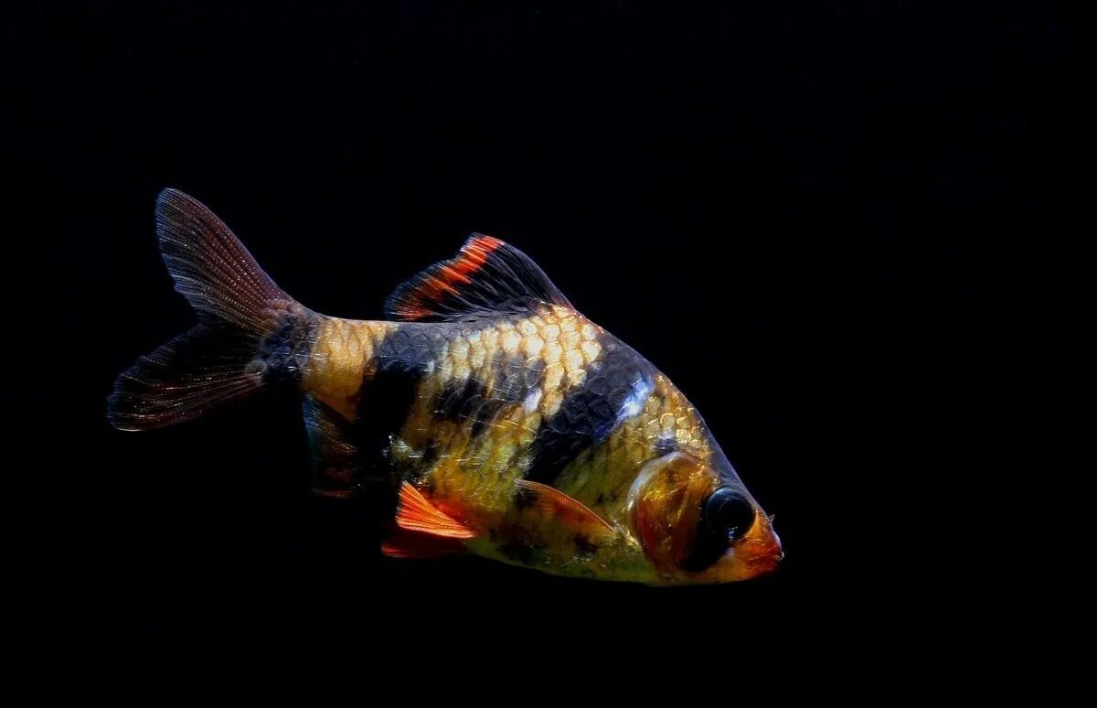 Аквариумные рыбки на дне. Барбус суматранский. Рыбка Барбус суматранский. Барбус суматранский золотой. Барбус суматранский Puntius tetrazona.