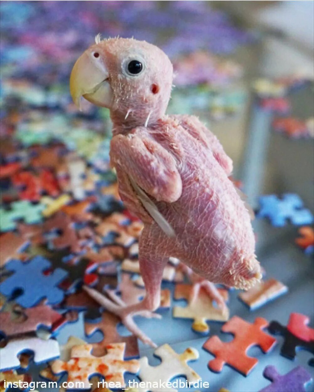 Человек животное без перьев