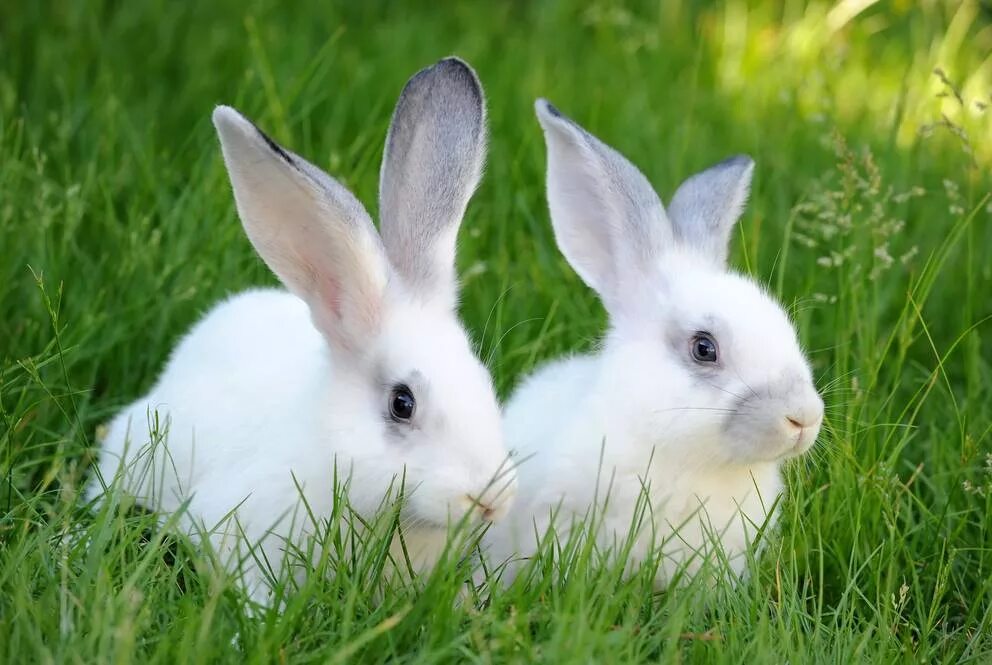 Кролик 7 лет. Семья белого зайца. Белый Паннон кролик. Два белых кролика в траве. Семья кроликов фото белые.