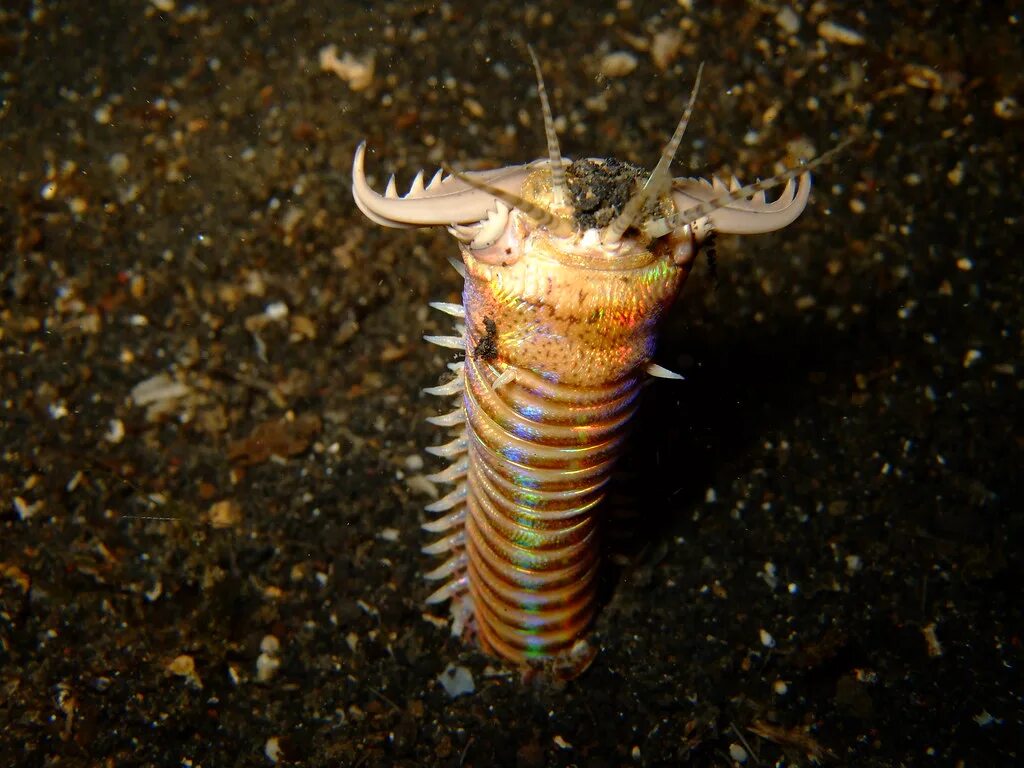 Морской червь размер. Австралийский пурпурный кольчатый червь. Австралийский кольчатый червь морской. Многощетинковые черви пескожил. Эунице Афродита червь Боббита.