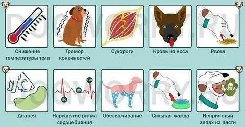 Отравление у собаки симптомы