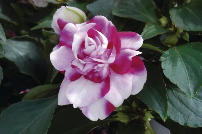 Бальзамин махровый брайт парпл. Burgundy rose бальзамин. Бальзамин пинк арома. Бальзамин оле пурпл страйп. Бальзамин махровый афина ред.