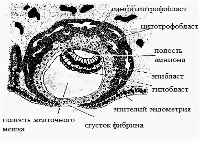 Желточный мешок гистология. Желточный мешок гистология