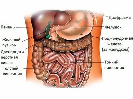 Анатомия живота человека схема расположения органов внутренних.