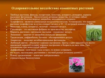 Кактус пеларгония сансевьера бегония плющ фикус