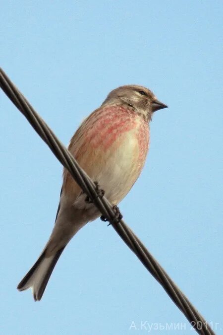певчие воробьиные вьюрковые. толстоклювая вьюрковая овсянка. урагус розовый. птичка сибирская чечевица. розовая птица похожая на воробья.