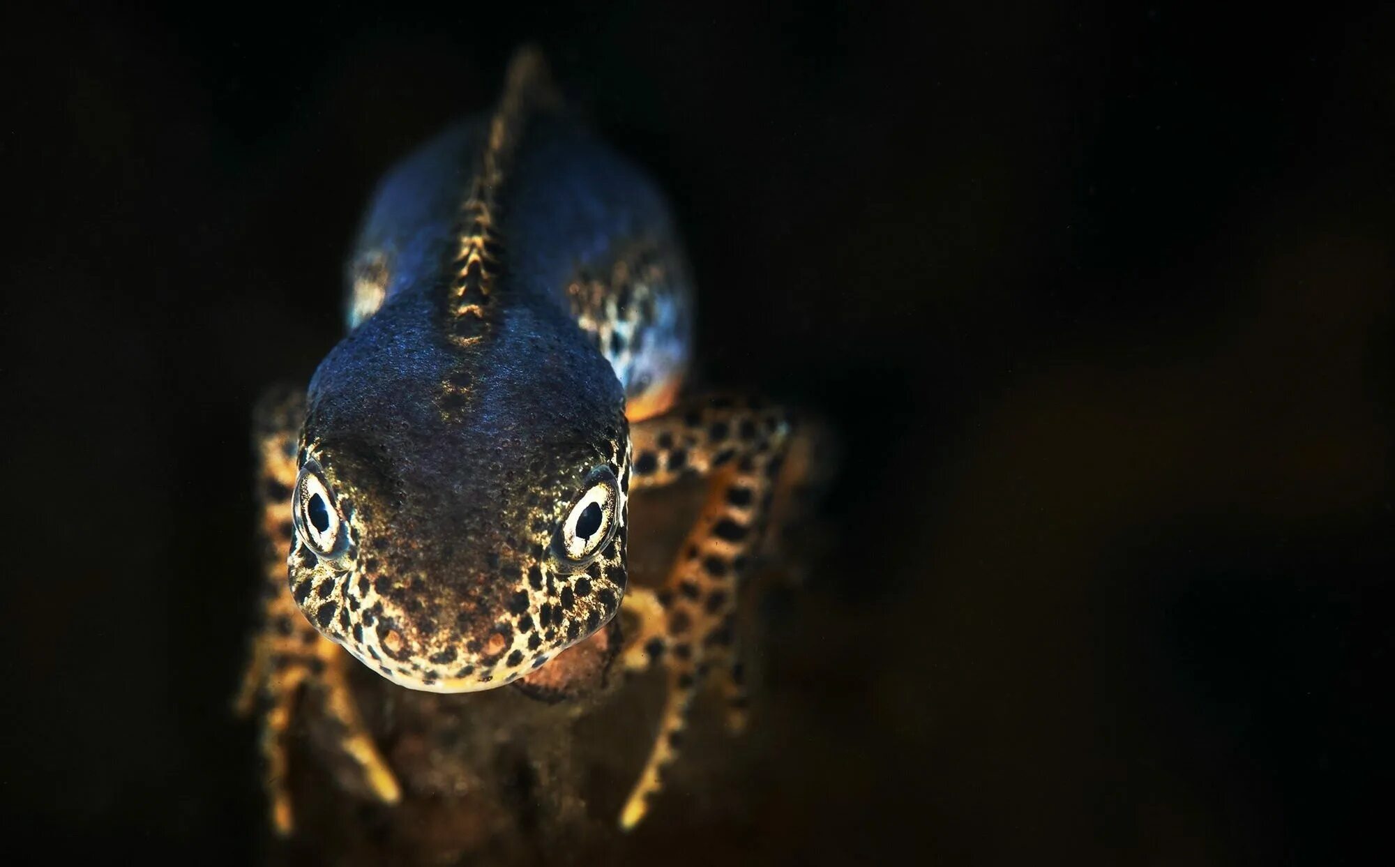 Саламандра огненная глаза. Уссурийский когтистый тритон. Обыкновенный тритон. Глаз тритона. Ящерица облизывающая глаза.