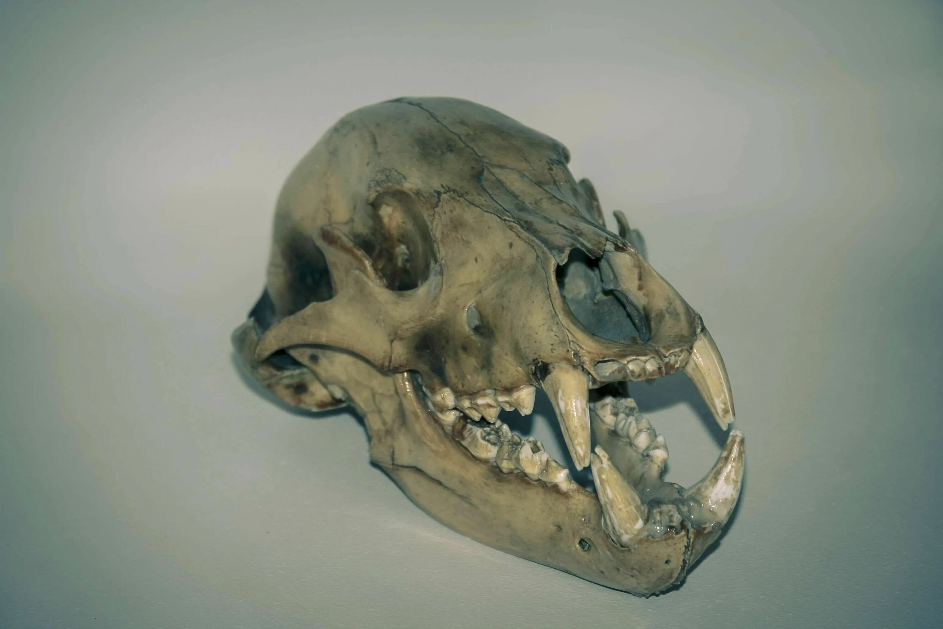 череп медведя фото.