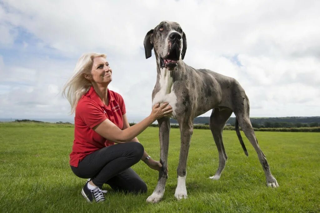 Предложение огромный пес. Немецкий дог Зевс. Датский дог Гибсон. Мая большая собака. Высокие собаки.