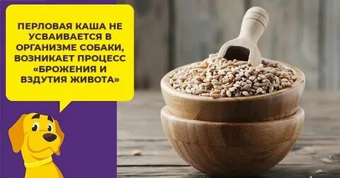 Какую кашу можно варить щенкам