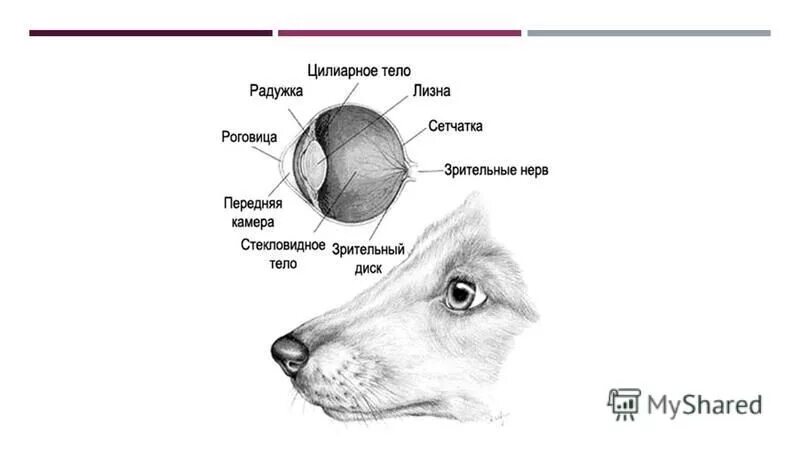 С точки зрения собаки. Строение глаза собаки. Строение глаза собаки анатомия. Глаз собаки схема. Структура глаза собаки.