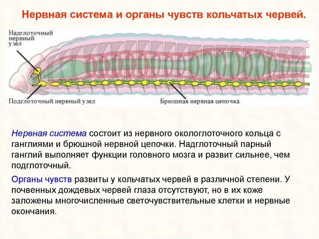 Система транспорта веществ у кольчатых червей. Система транспорта веществ у кольчатых червей. Система транспорта веществ у кольчатых червей. Кольчатые черви строение. Система транспорта веществ у кольчатых червей.