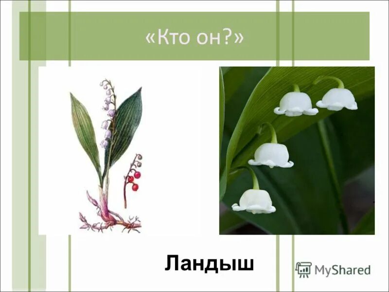 Строение цветка ландыша. Ландыш майский корневицы. Строение ландыша биология. Внешнее строение ландыша. Ландыш майский лилейные.