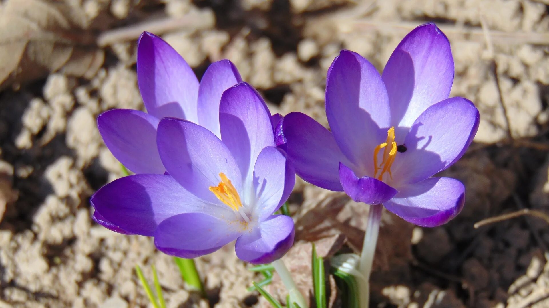 Первоцветы крокусы. Кроксы цветок крокусы. Крокус d9. Шафран специя крокус. Крокус барс пурпл.