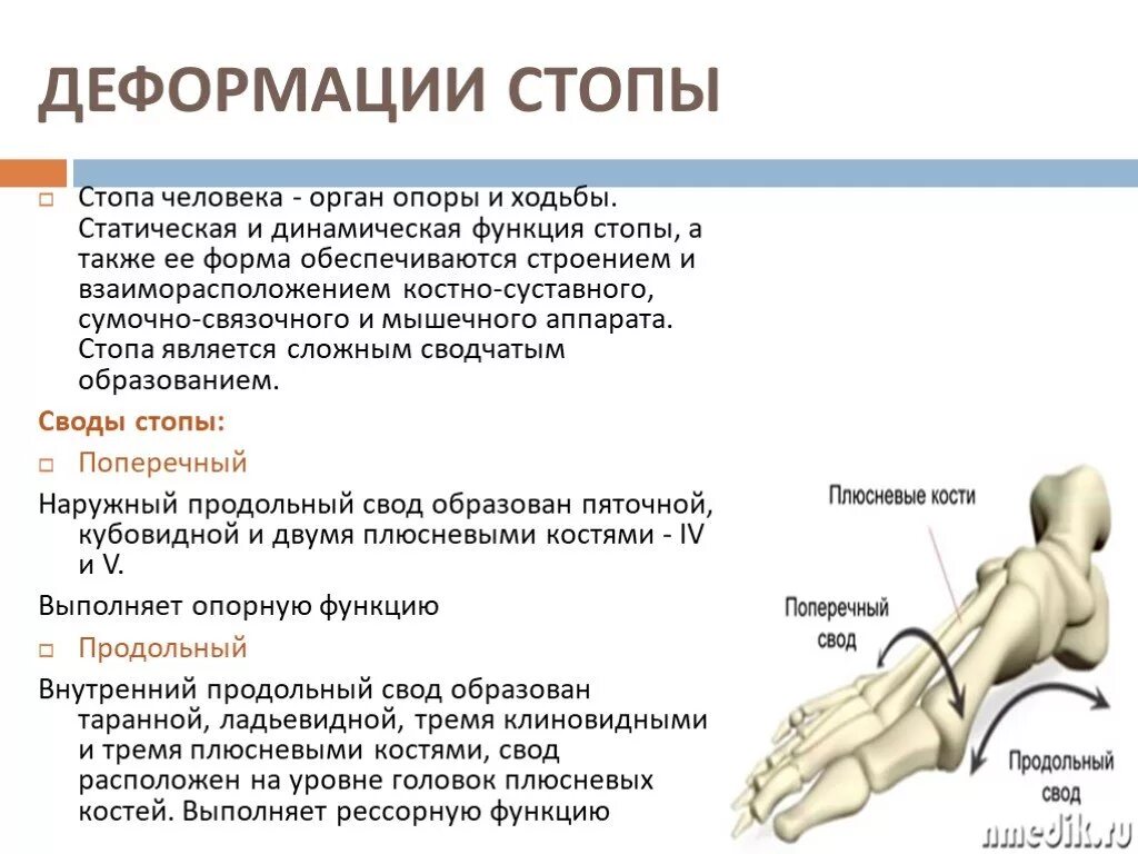 Свод функция. Функции сводов стопы. Функции сводов стопы человека. Опорная функция стопы. Опорная функция стопы анатомия.