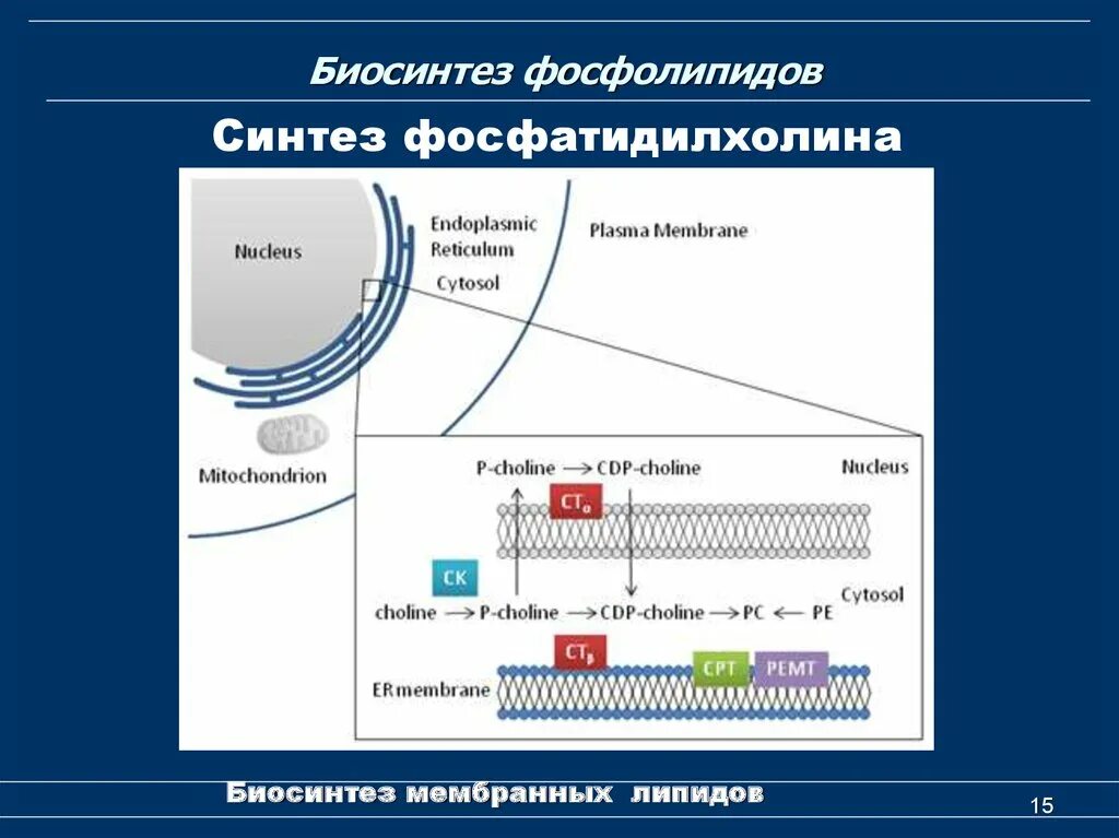 Синтез мембранных липидов. Биосинтез фосфолипидов. Синтез фосфолипидов биохимия. Биосинтез мембранных фосфолипидов.