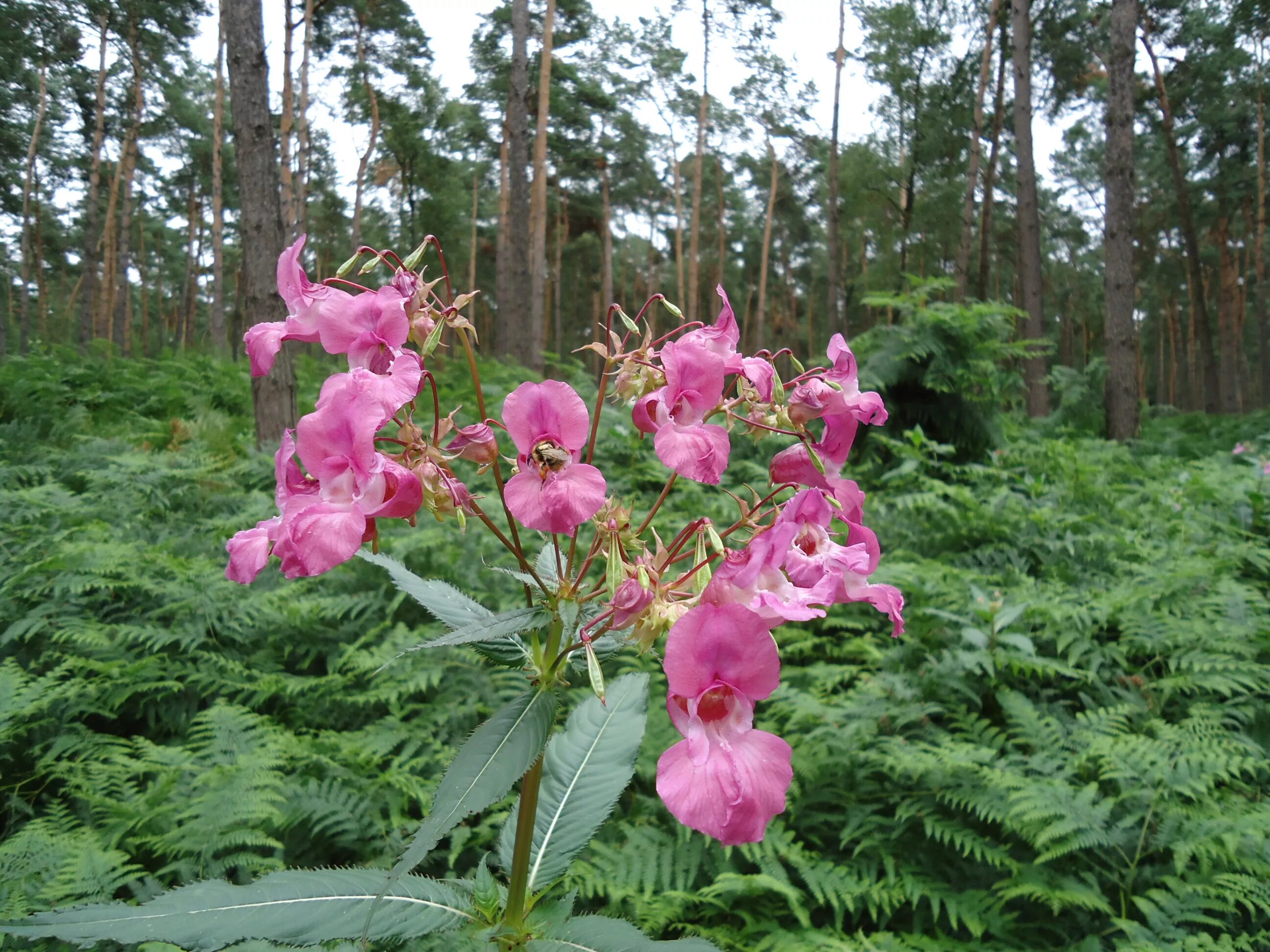 маленькие цветы. дикорастущие цветы розовые. розовый лесной цветок. розовый лесной цветок. смолевка красная.