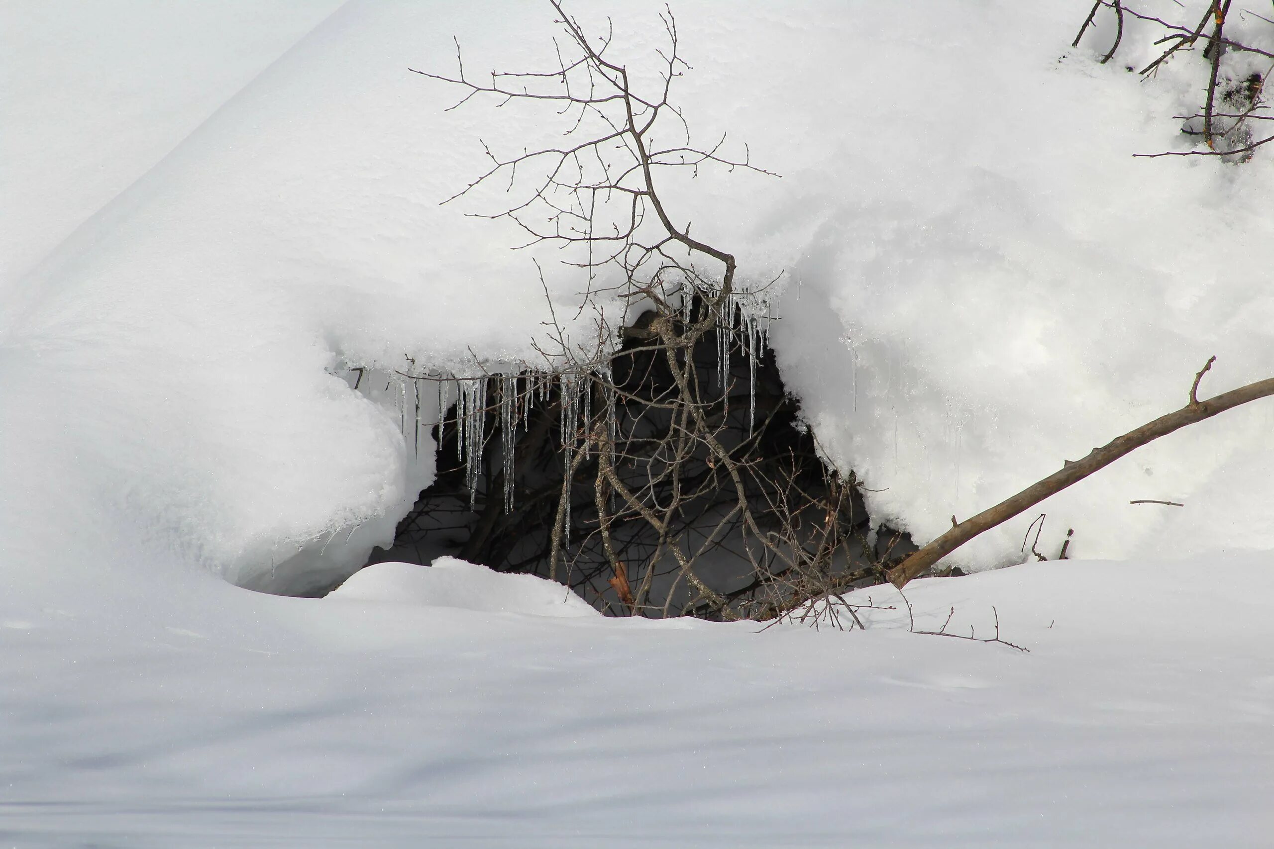 Как выглядит берлога медведя зимой. Медвежья берлога изнутри. Медвежья берлога берлога медведя. Как выглядит берлога медведя зимой. Медвежья нора берлога.