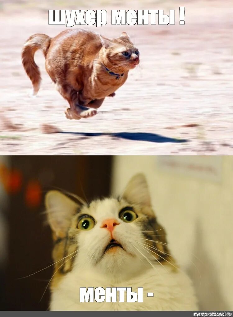 Кот мем 2025. Кошка. мемы с котиками без надписей. смешные коты мемы без надписей. коты мемные без надписец.